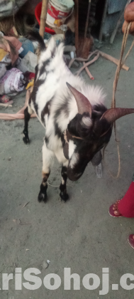 পাঠা ছাগল